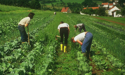 Pas de produits chimiques et desherbage manuel.